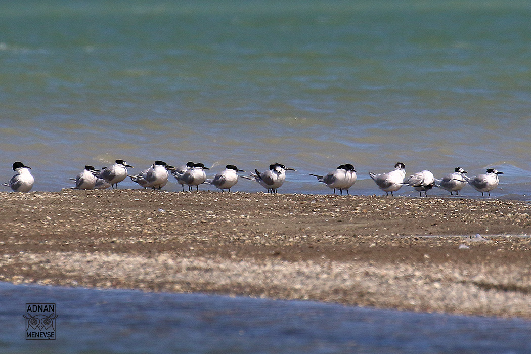 Sandwich Tern